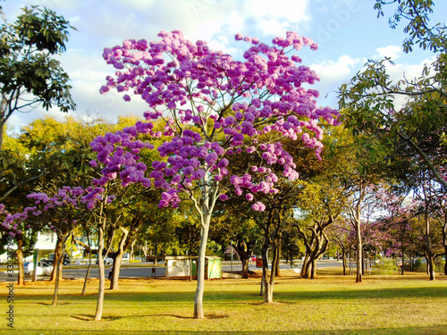  Brazilian Cerrado tree in the country's capital