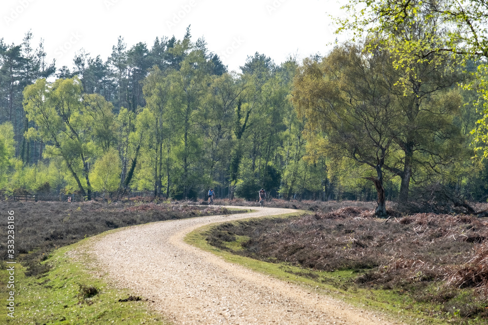 Beautiful ancient forest scene in the New Forest National Park, England - UK Beautiful ancient forest scene in the New Forest National Park, England - UK