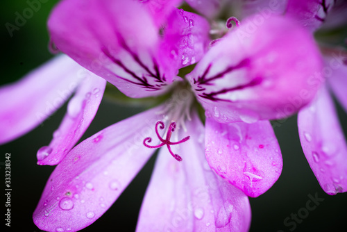 Fiori rosa e viola in un giardino di primavera photo