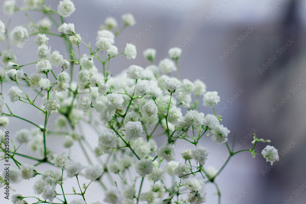 White flowers blooming gypsophila on a blurred background. Spring background. White flowers blooming gypsophila on a blurred background. Spring background.