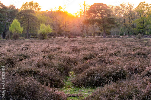 Beautiful ancient forest scene in the New Forest National Park, England - UK