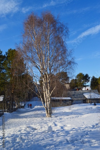 tree in winter © nikpul