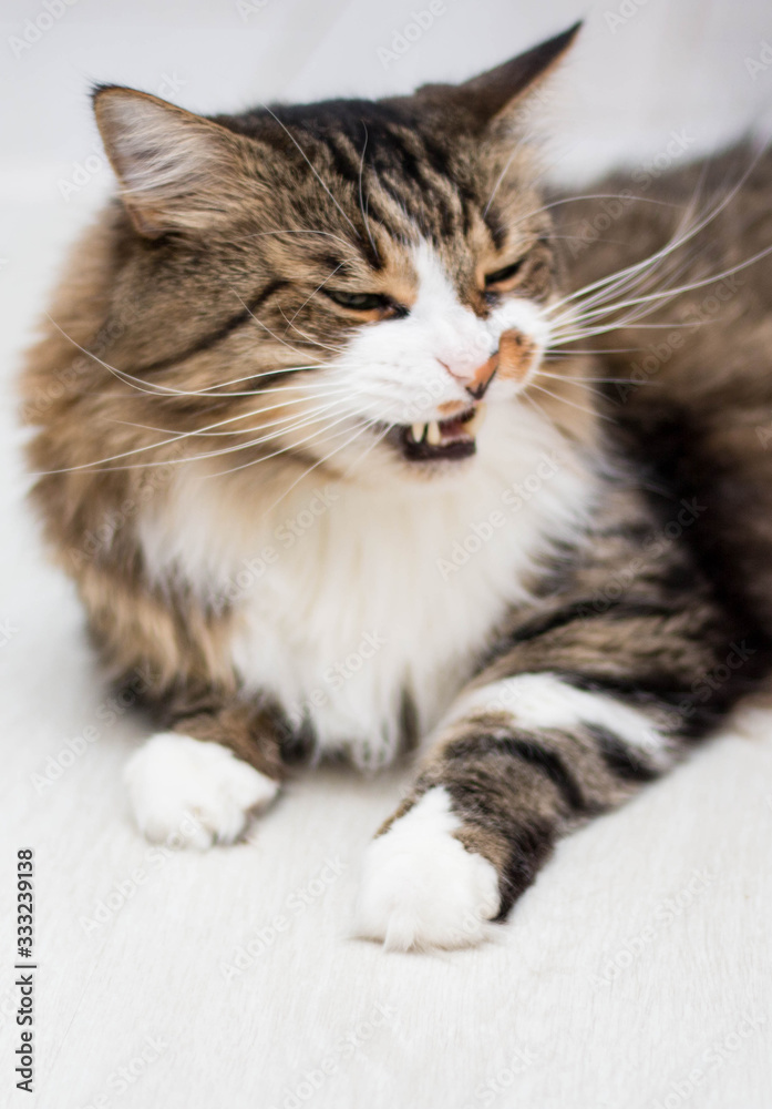 A brown, adult cat with green eyes yawns, showing its fangs. Lying on the light floor. Vertical photo. Side view.