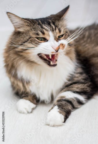 A brown, adult cat with green eyes yawns, showing its fangs. Lying on the light floor. Vertical photo. Side view. © Антонина Кузнецова