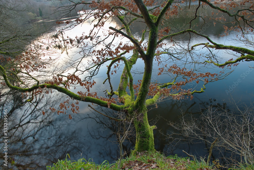 Ein mit Moos völlig bedeckter Baum, geschmückt mit dunkelroten Herbstblätter, an der Obersee, in der Eifel. Die Sonne geht unter aber leuchtet noch stark die Oberfläche des Wassers. Ein mit Moos völlig bedeckter Baum, geschmückt mit dunkelroten Herbstblätter, an der Obersee, in der Eifel. Die Sonne geht unter aber leuchtet noch stark die Oberfläche des Wassers.