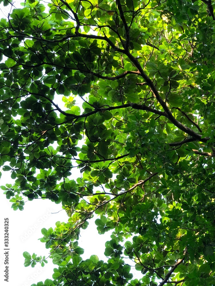 Fototapeta premium green leaves of a tree