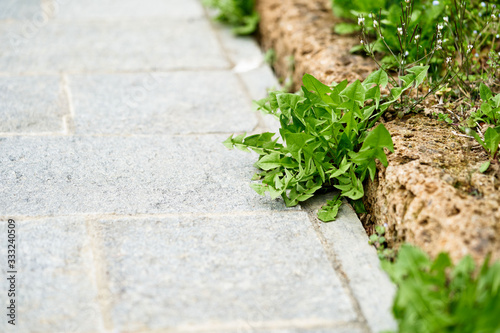 Dandelion and clover on the sidewalk between the paving bricks. Garden maintenance  photo