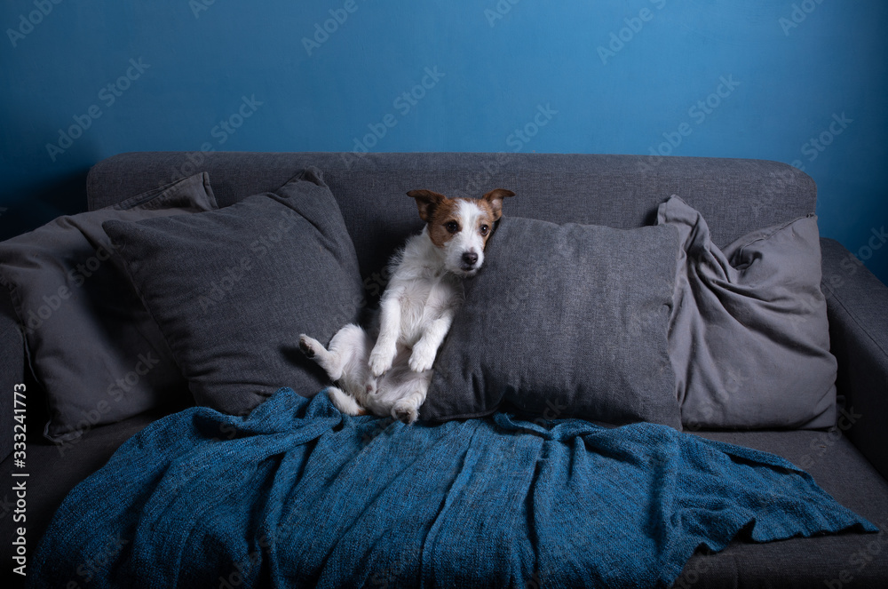 quarantined dog. Jack Russell Terrier is lying on the couch. Resting. funny pet quarantined dog. Jack Russell Terrier is lying on the couch. Resting. funny pet