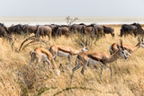 View of springboks with wildebeest in the background in the savannah of Etosha National Park, Namibia.