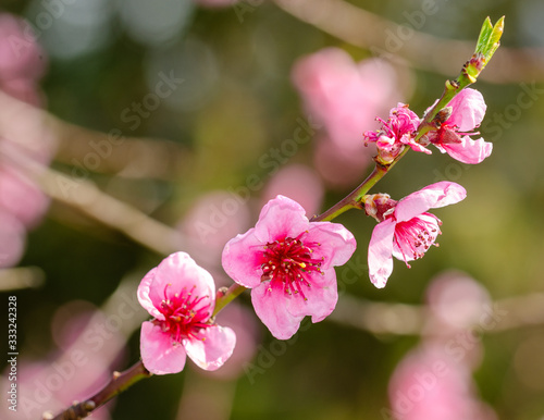 Canvastavla peach-tree flowers