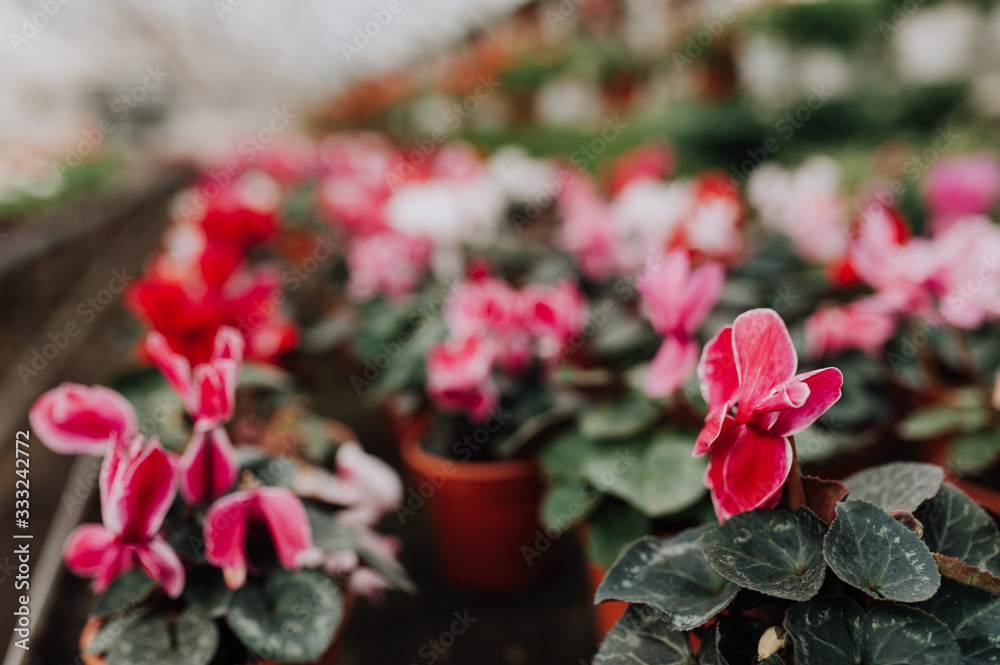 Fototapeta premium cropped view of woman choosing pink flowers in garden center