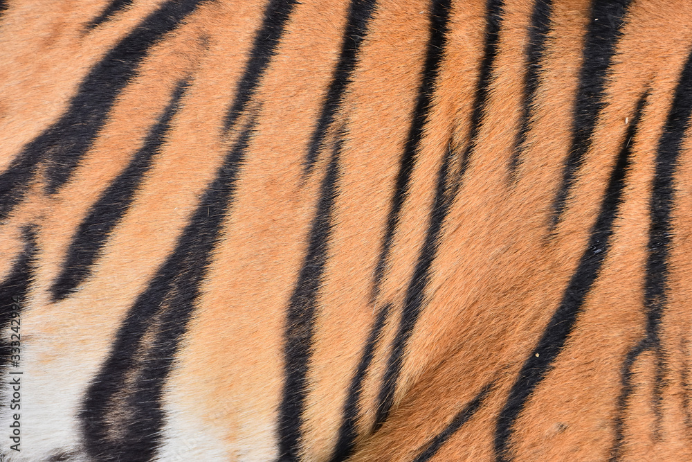 Bengal tiger pattern, in the middle of the body Bengal tiger pattern, in the middle of the body