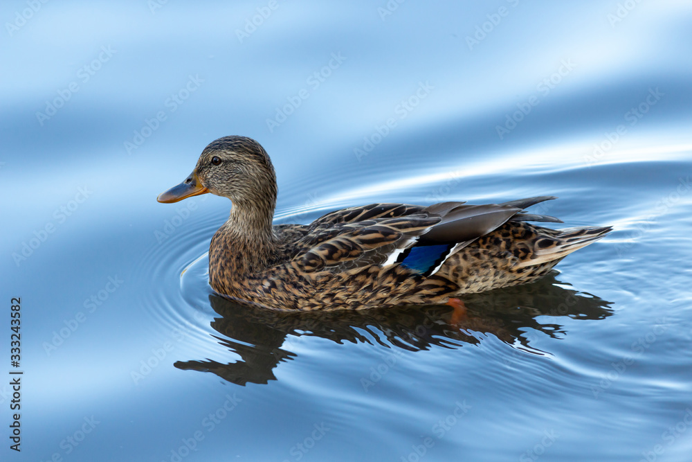 duck swimming in mirror blue water duck swimming in mirror blue water