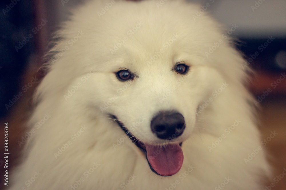 Dogs Dogs