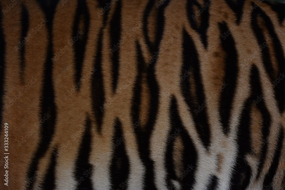 Bengal tiger pattern, in the middle of the body