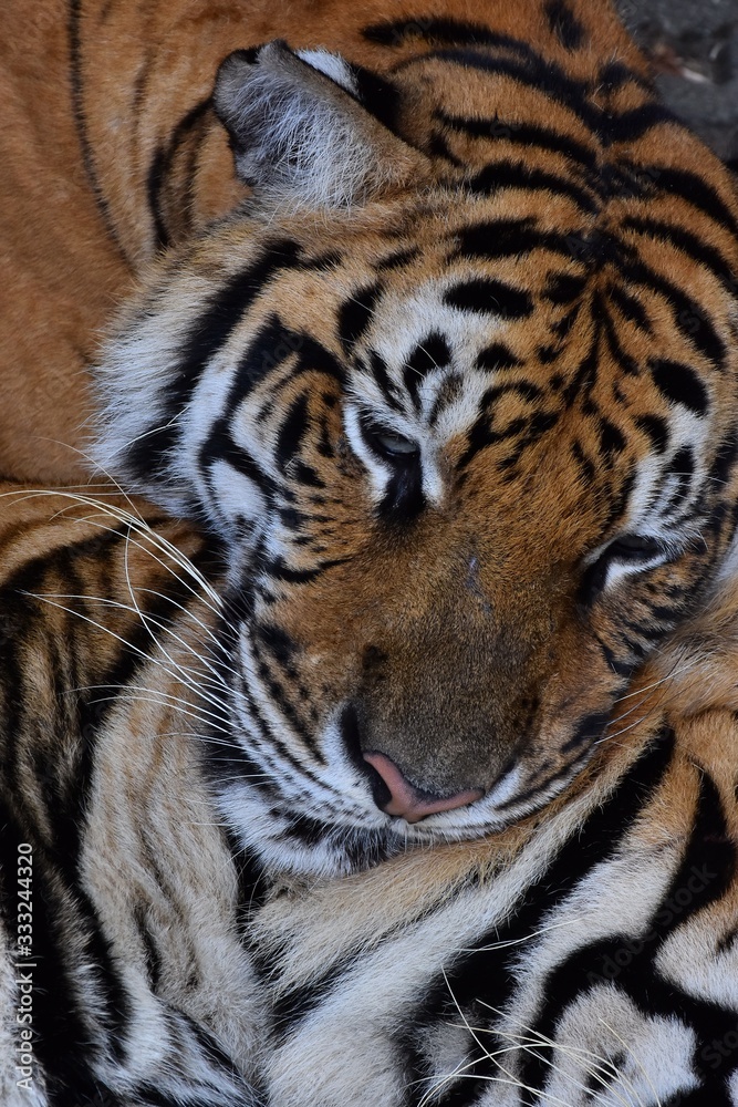 Obraz premium The female tiger is sleeping on another tiger.