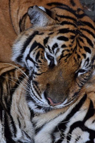 Fototapeta Naklejka Na Ścianę i Meble -  The female tiger is sleeping on another tiger.