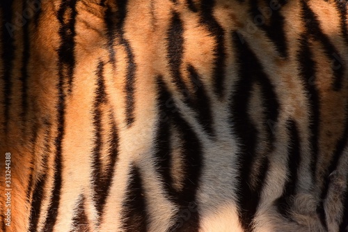 Bengal tiger pattern  in the middle of the body