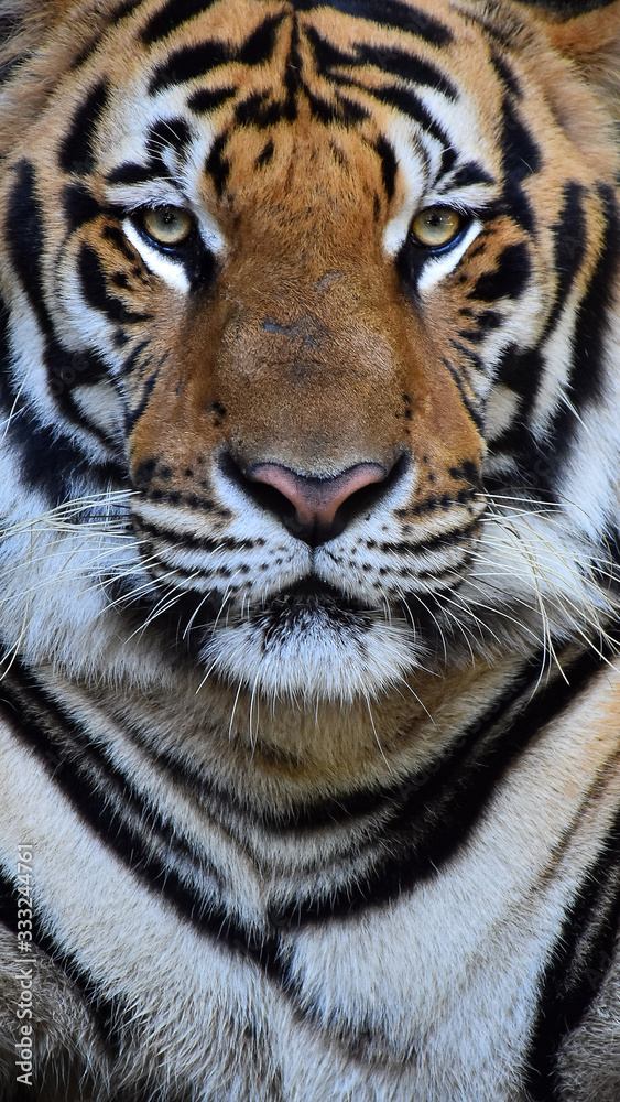 Obraz premium The large tiger face has a beautiful pattern.