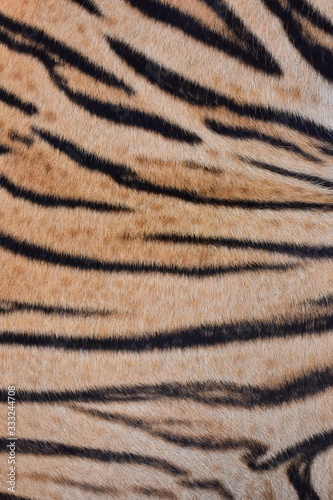 Bengal tiger pattern, in the middle of the body