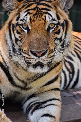 The large tiger face has a beautiful pattern.