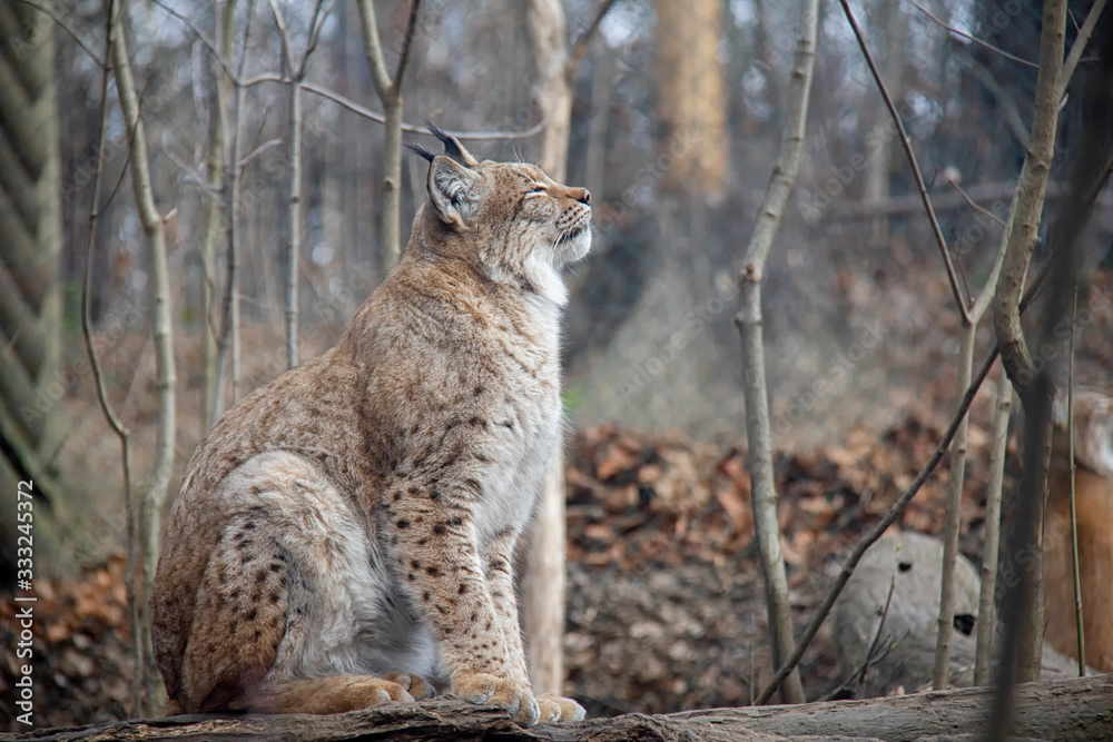 Fototapeta premium Eurasian lynx on a log. Lynx lynx.