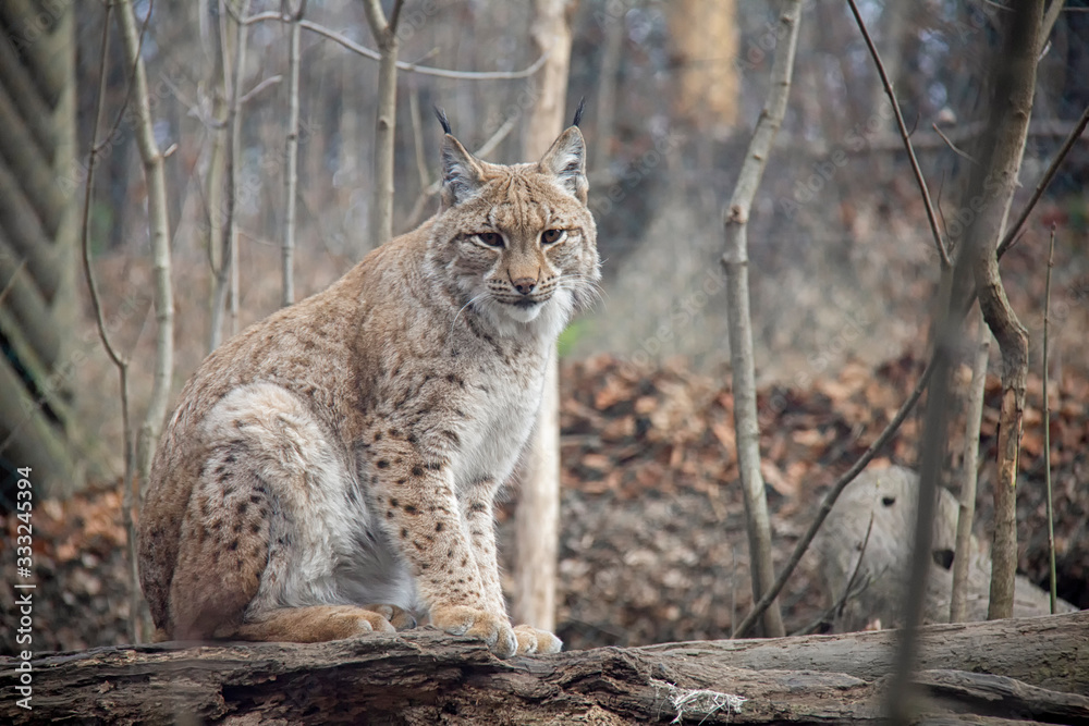 Eurasian lynx sitting on a log. Lynx lynx. Eurasian lynx sitting on a log. Lynx lynx.