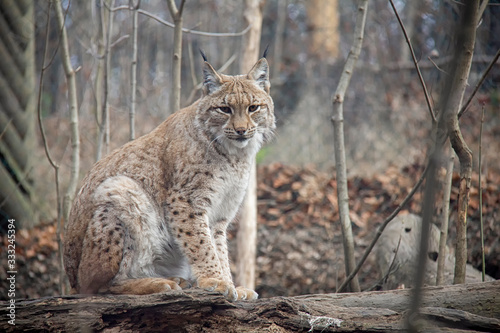 Eurasian lynx sitting on a log. Lynx lynx.