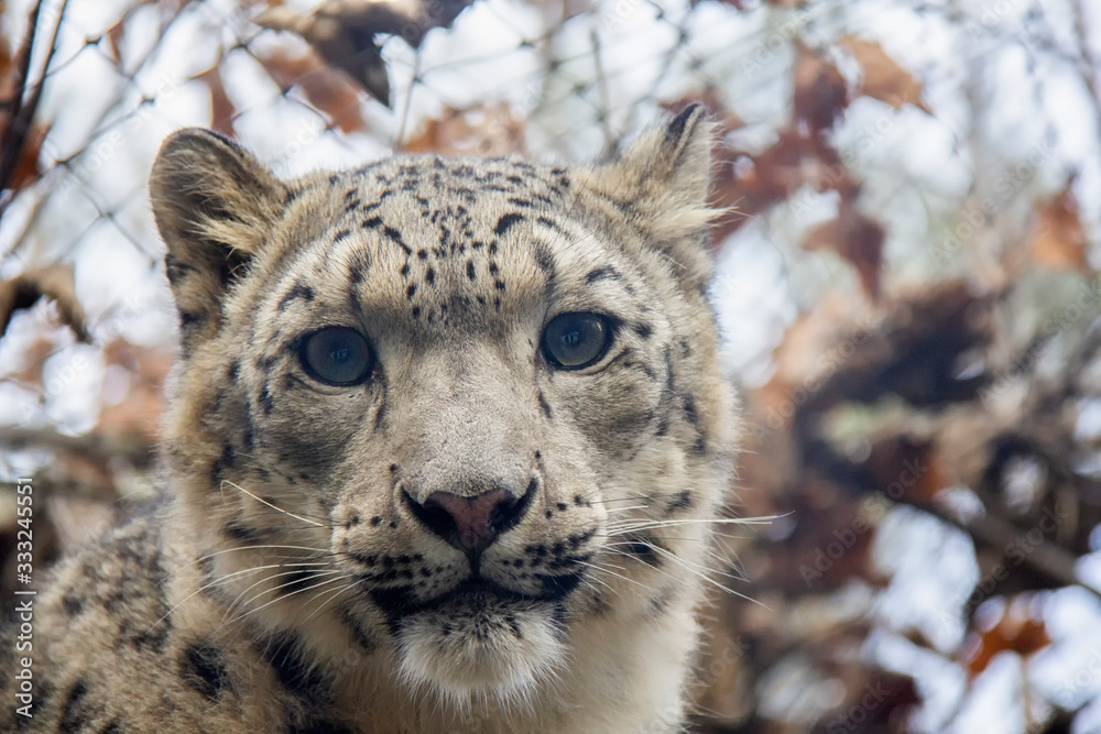 Obraz premium Snow leopard cub. Panthera uncia.