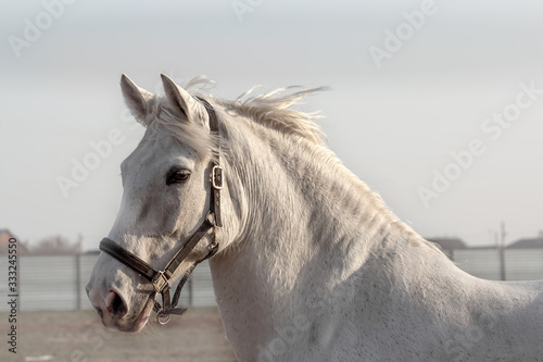 Portrait of a gray horse in a black halter walking in paddpck