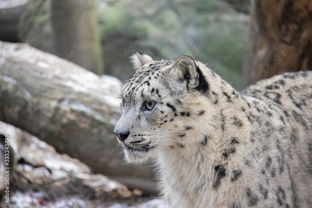 Portrait of snow leopard cub. Panthera uncia. Portrait of snow leopard cub. Panthera uncia.