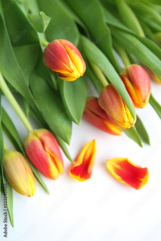 bouquet of tulips on white background