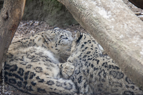 Snow leopard kittens. Panthera uncia.