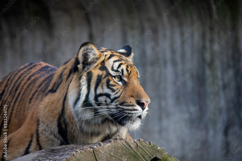 Fototapeta premium Portrait of sumatran tiger. Panthera tigris sumatrae.