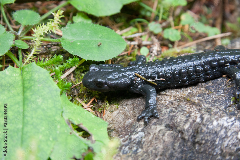 Obraz premium The alpine salamander a shiny black salamander found in the central, eastern and Dinaric Alps. Salamandra atra, endemic amphibian species in the Alps