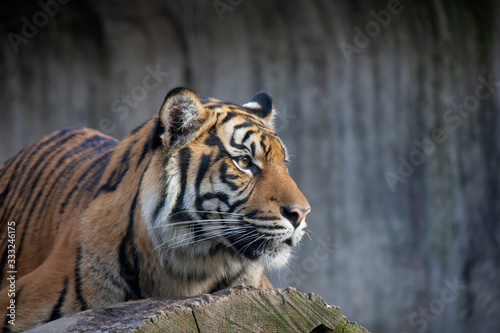 Portrait of sumatran tiger. Panthera tigris sumatrae.