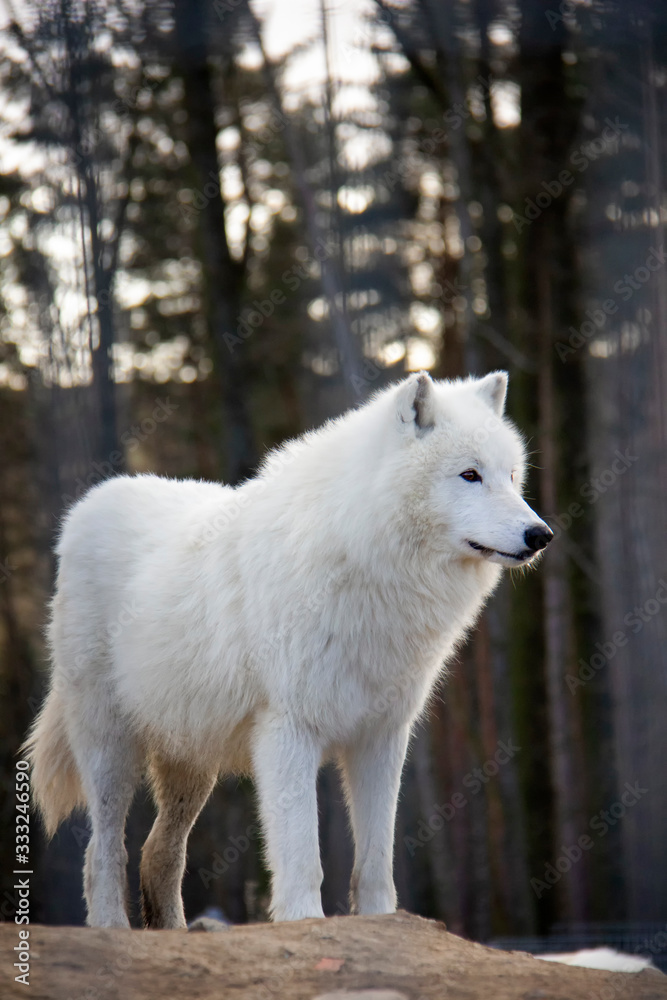 Arctic wolf. Canis lupus arctos.