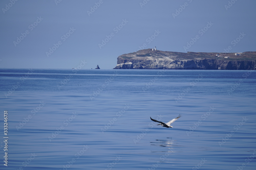 Naklejka premium Bird flies off coast of Anacapa Island, Channel Islands, California, USA