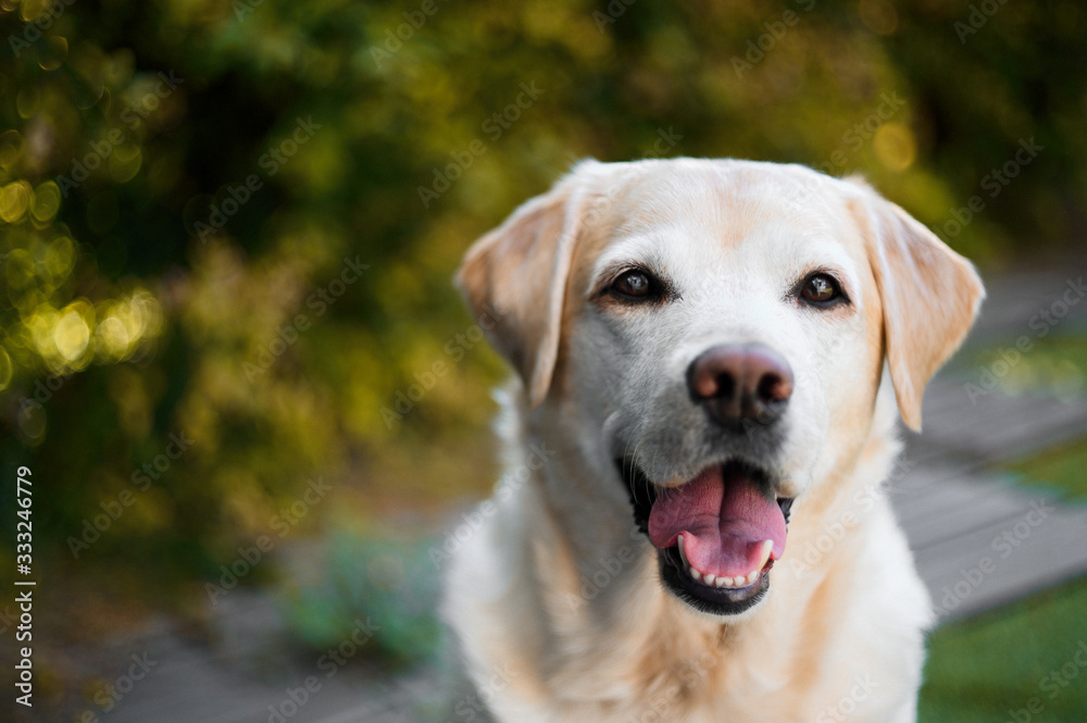 Portrait of a yellow labrador retriever dog looking at the camera. Portrait of a yellow labrador retriever dog looking at the camera.