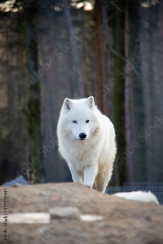 Arctic wolf. Canis lupus arctos.