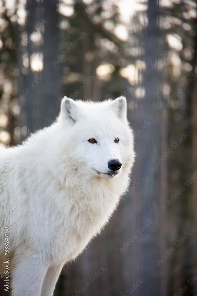 Fototapeta premium Portret wilka polarnego. Canis lupus arctos.