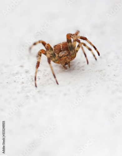 Macro close up of an european garden spider or cross spider (Araneus diadematus) isolated with a white background. Scary and hairy but colourful looking spider on the wall. 