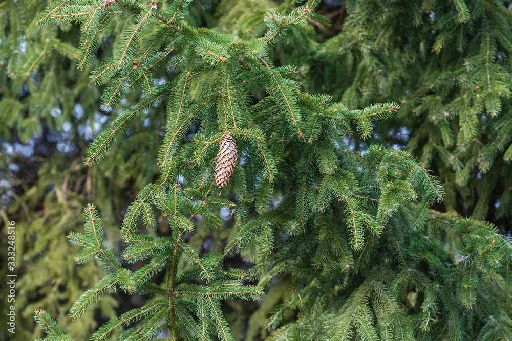 Evergreen spruce tree with pine cone.