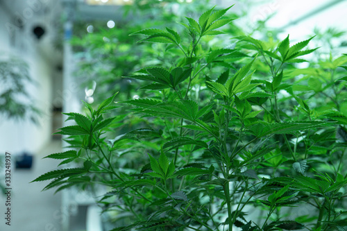 Young Cannabis Plants Growing in Medical Research Labratory