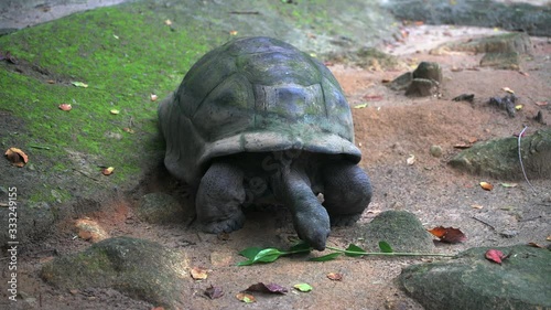 Aldabra giant tortoise browsing leaves. Mahe Island Seychelles. 