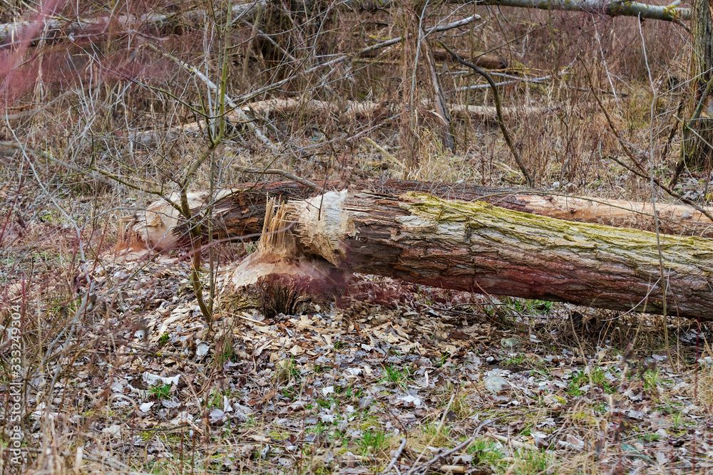 Obraz premium Trees bitten and destroyed by Beaver - Castor fiber.
