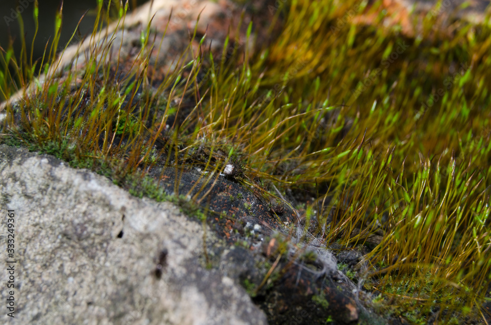 Moss on the stones of the garden in the spring sun Moss on the stones of the garden in the spring sun