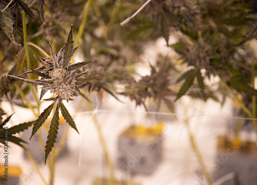 Cannabis Background Ganja Green Buds Growing Medical CBD Marijuana