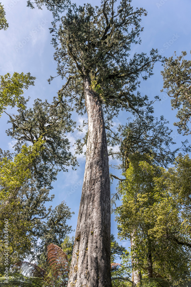 Fototapeta premium tall red pine in wood, near Matheson Lake, West Coast, New Zealand