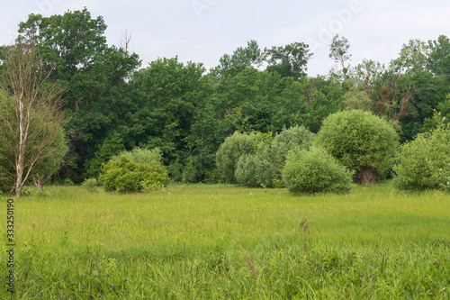 Krive Lake Nature Reserve - floodplain forest area.